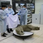 Hallan un cadáver de cría de mamut oculto durante 50.000 años