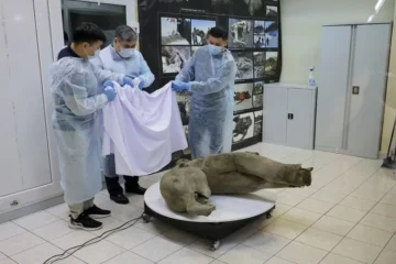 Hallan un cadáver de cría de mamut oculto durante 50.000 años