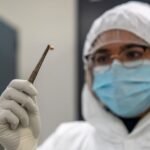 La mortífera bacteria de la peste redujo su virulencia para aniquilar a gran parte de la humanidad
