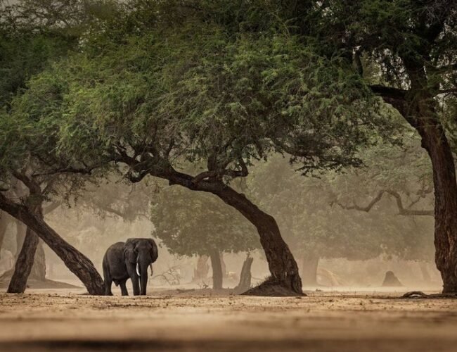 La humanidad se ‘entrenó’ en distintos hábitats antes de poder salir de África