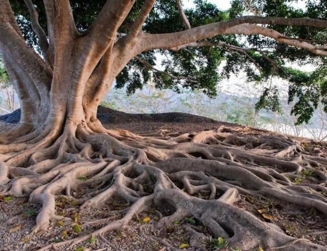 Descubren una inesperada red ‘secreta’ y superprofunda de raíces en las plantas