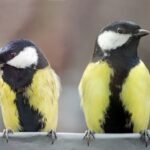 Carboneros, las aves que se divorcian y dan señales de la ruptura con meses de antelación: no se quieren ni ver