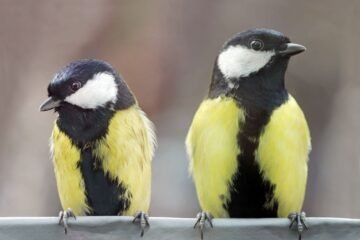 Carboneros, las aves que se divorcian y dan señales de la ruptura con meses de antelación: no se quieren ni ver
