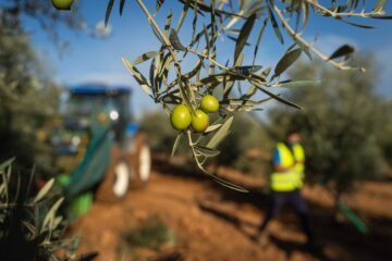 El mayor exportador español de aceituna de mesa, en alerta ante los aranceles: “No podemos renunciar a EE UU”