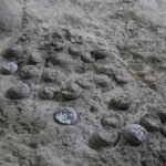 Un ‘reloj atómico’ interno permite, por primera vez, la datación precisa de huevos de dinosaurio