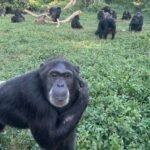 El fin de la supremacía intelectual humana: los chimpancés pueden razonar como nosotros
