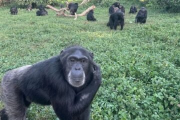 El fin de la supremacía intelectual humana: los chimpancés pueden razonar como nosotros