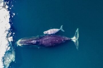 Un ADN que se ‘autorrepara’, el secreto de la longevidad de las ballenas boreales, que viven 200 años