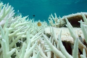El mundo alcanza el primer punto de inflexión climático: la mortalidad de los corales no tiene vuelta atrás