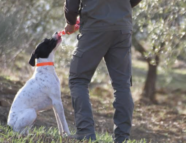 La FAC envía a parlamentarios andaluces el estudio del Gobierno que desmonta los bulos sobre el abandono de perros de caza