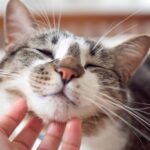 Acariciar un gato y otros 3 gestos que te dan un subidón natural