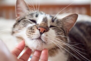 Acariciar un gato y otros 3 gestos que te dan un subidón natural