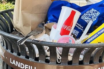 Evolución en tiempo real: las restricciones de la pandemia cambiaron el pico de un ave de Los Ángeles