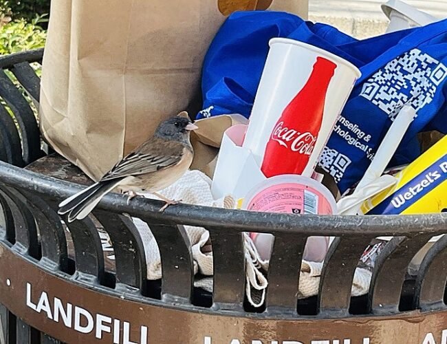 Evolución en tiempo real: las restricciones de la pandemia cambiaron el pico de un ave de Los Ángeles