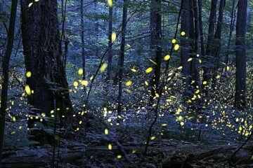 El gran error de nuestra búsqueda: por qué estamos ‘ciegos’ a las señales alienígenas