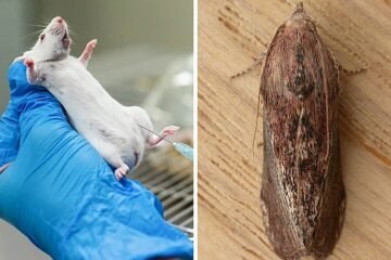 Larvas de polilla contra superbacterias: el fin de la era de los ratones de laboratorio