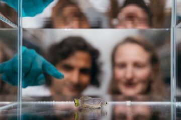 Un ‘Show de Truman’ con peces revela una forma para predecir lo larga que podría ser nuestra vida