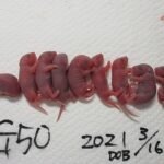 Un estudio prueba los límites de la clonación en serie con 1.200 ratones ‘fotocopia’ en 20 años