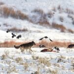 El fin de un mito: los cuervos no siguen a los lobos, los esperan