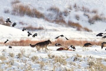 El fin de un mito: los cuervos no siguen a los lobos, los esperan