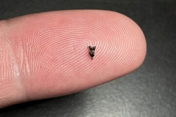 Sobrevivió a los dinosaurios: así conquistó América nuestro ancestro más antiguo