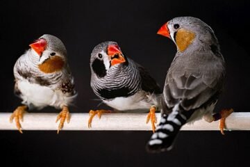 Los cantos y llamadas de apareamiento animal más atractivos también ‘seducen’ a los humanos