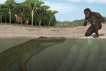 Hallan al ‘cazador de Lucy’, la mayor amenaza de nuestros ancestros hace 3 millones de años