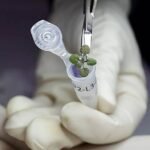 Comeremos garbanzos en la Luna