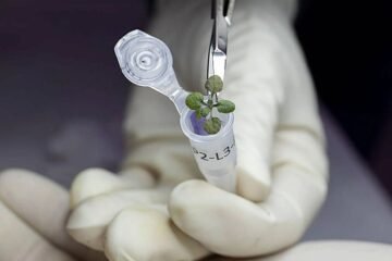 Comeremos garbanzos en la Luna