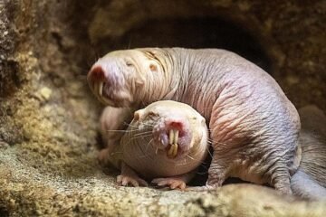 En el reino de la rata topo desnuda, el trono no siempre se conquista con la violencia