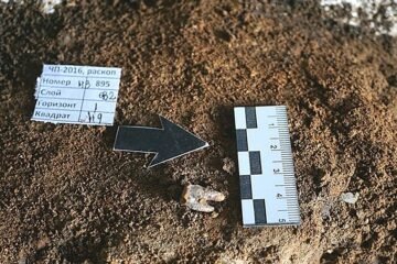 El primer dentista fue un neandertal: trató una caries con un taladro de piedra