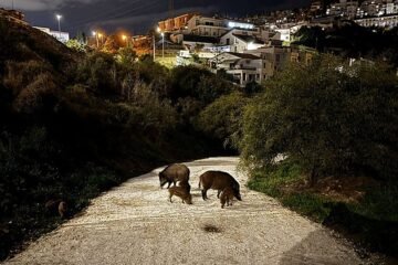 Jabalíes urbanos: un problema que se agrava