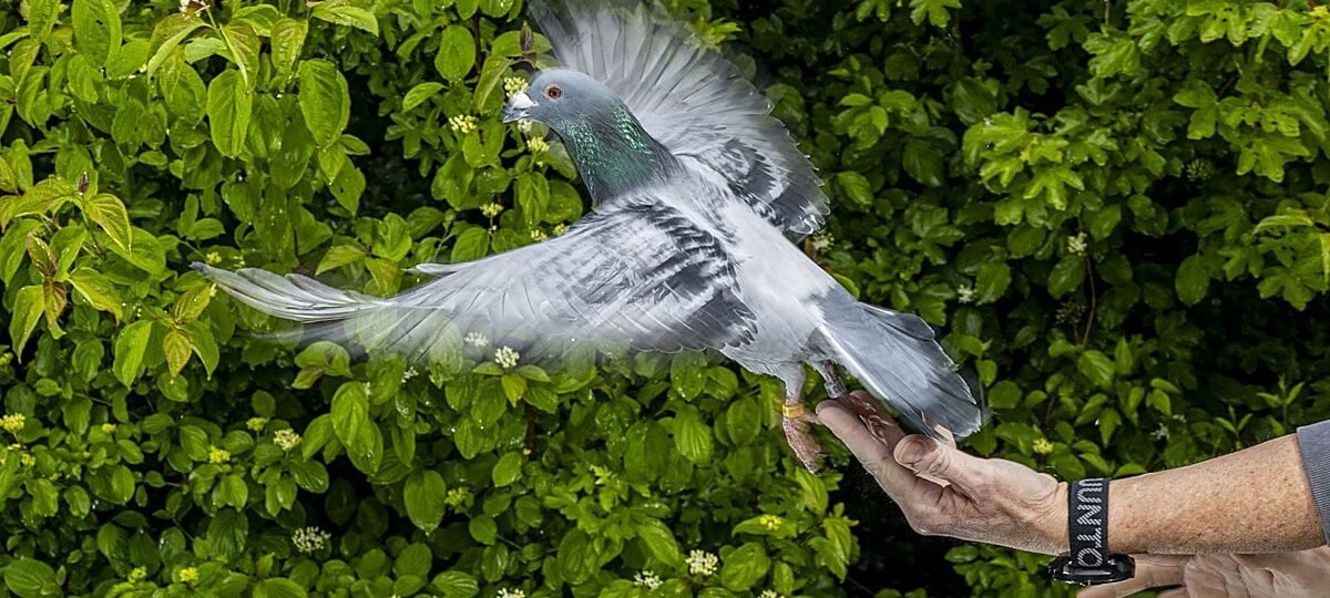 Ni los ojos ni el cerebro, las palomas se orientan con el hígado