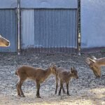 Científicos españoles logran por primera vez el nacimiento de cabras monteses mediante fecundación in vitro