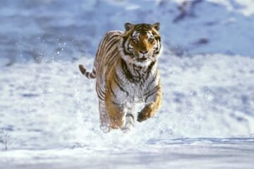Los grandes tigres del frío llegan con el calor