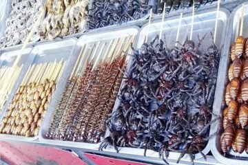 Comíamos insectos, sí, pero muchos menos que los neandertales