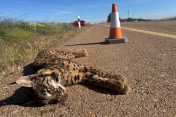 Más de 200 linces atropellados en un año lastran su recuperación, aunque la población alcanza ya los 2.663 ejemplares