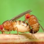 El secreto de los espermatozoides gigantes  de la mosca de la fruta
