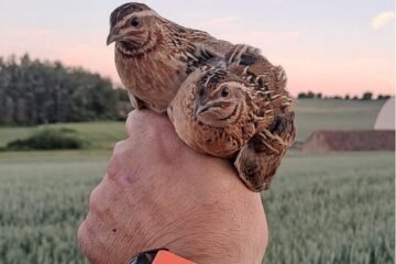 Por qué Europa mira a España: el modelo de los cazadores españoles para salvar la codorniz que ya se copia en el extranjero