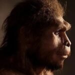 Los humanos se volvieron más grandes y ganaron hasta 16 kilos de masa corporal hace 2 millones de años