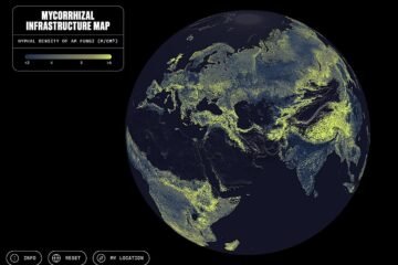 Primer mapa de la mayor infraestructura viva del mundo: la red de hongos de ‘Avatar’ también existe en la Tierra
