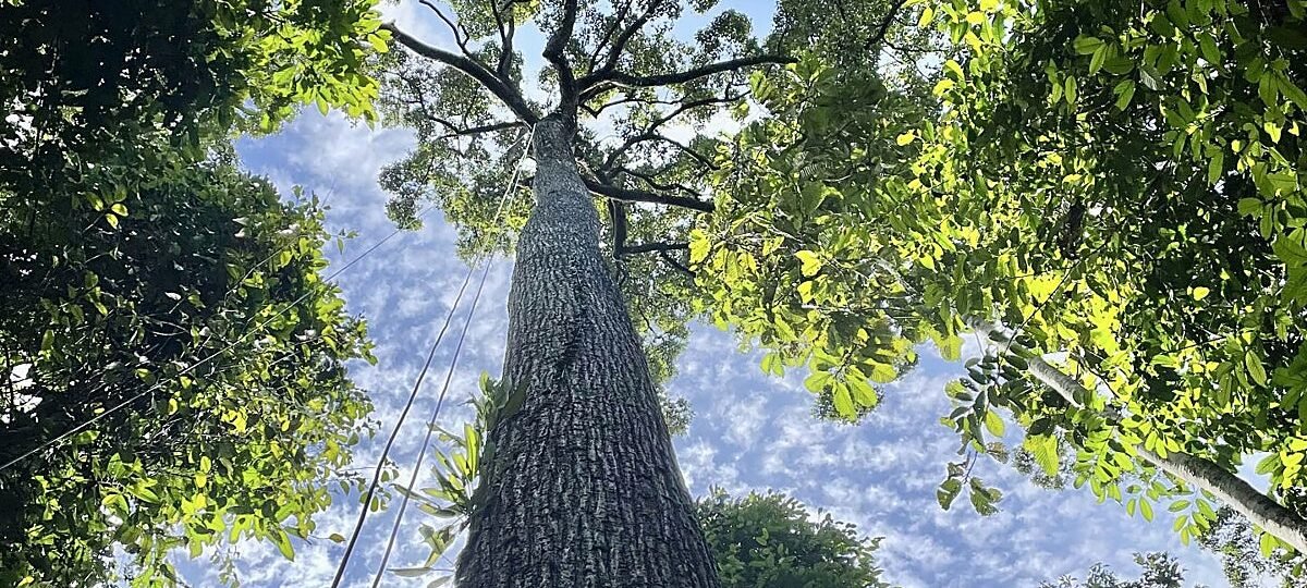 No, los árboles gigantes no tienen problemas para ‘regar’ sus partes más altas