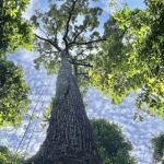 No, los árboles gigantes no tienen problemas para ‘regar’ sus partes más altas