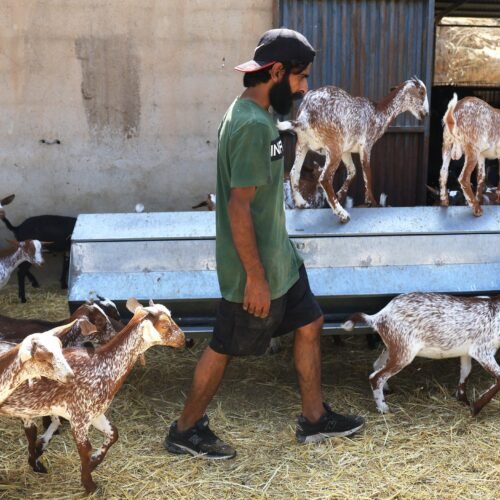 Waheed, el último pastor de Bédar: “Me jugué la vida por mis animales”