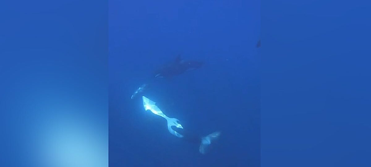 ¿Por diversión? Orcas revientan en mil pedazos peces luna como si fueran piñatas
