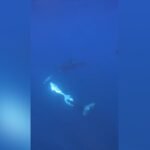 ¿Por diversión? Orcas revientan en mil pedazos peces luna como si fueran piñatas