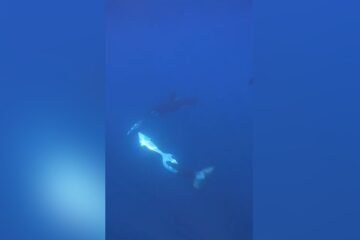 ¿Por diversión? Orcas revientan en mil pedazos peces luna como si fueran piñatas