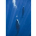 En vertical y soplando burbujas: la curiosa forma de dormir de los cachalotes