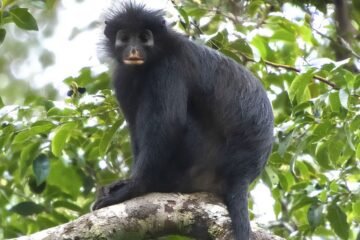 Descubren una nueva especie de mono con los labios naranjas en el corazón del Congo