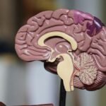 La OMS explica cuáles son los factores de riesgo de la demencia y cómo prevenirlos